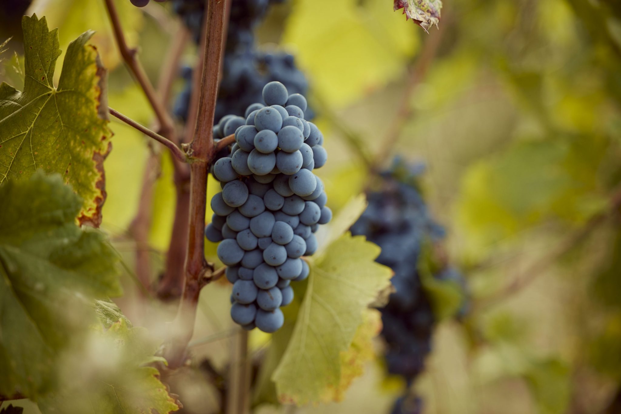 Masos, la bodega que quiere recuperar la tradición agrícola en el Valle de Guadalest cien años después