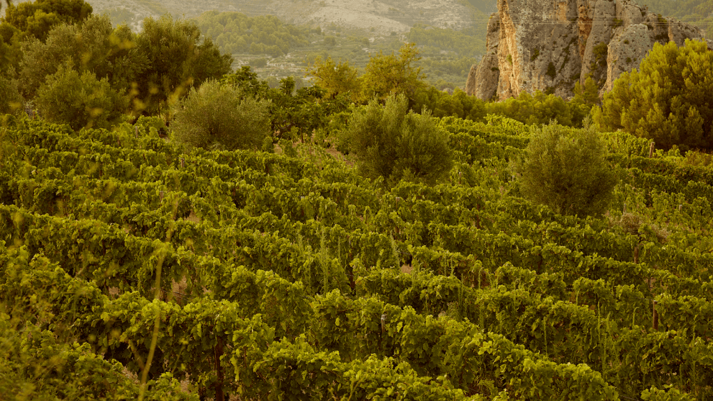 La viticultura vuelve al Valle del Guadalest un siglo después