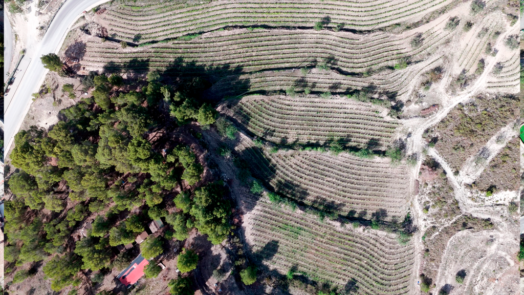 Vista aérea de los bancales de viñedo de Masos en el Valle de Guadalest