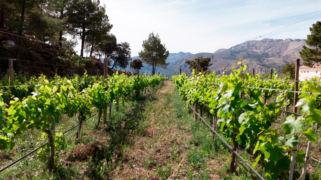 Filas de viñedo de Masos con las montañas del Valle de Guadalest al fondo