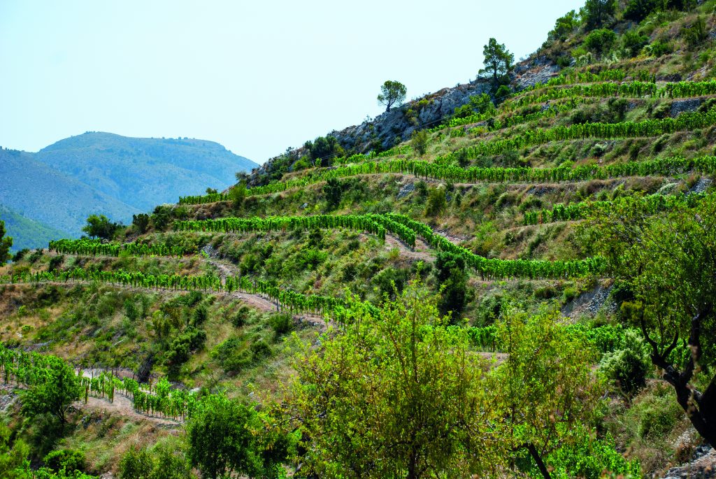 Viñedos en bancales sobre una ladera montañosa del Valle de Guadalest