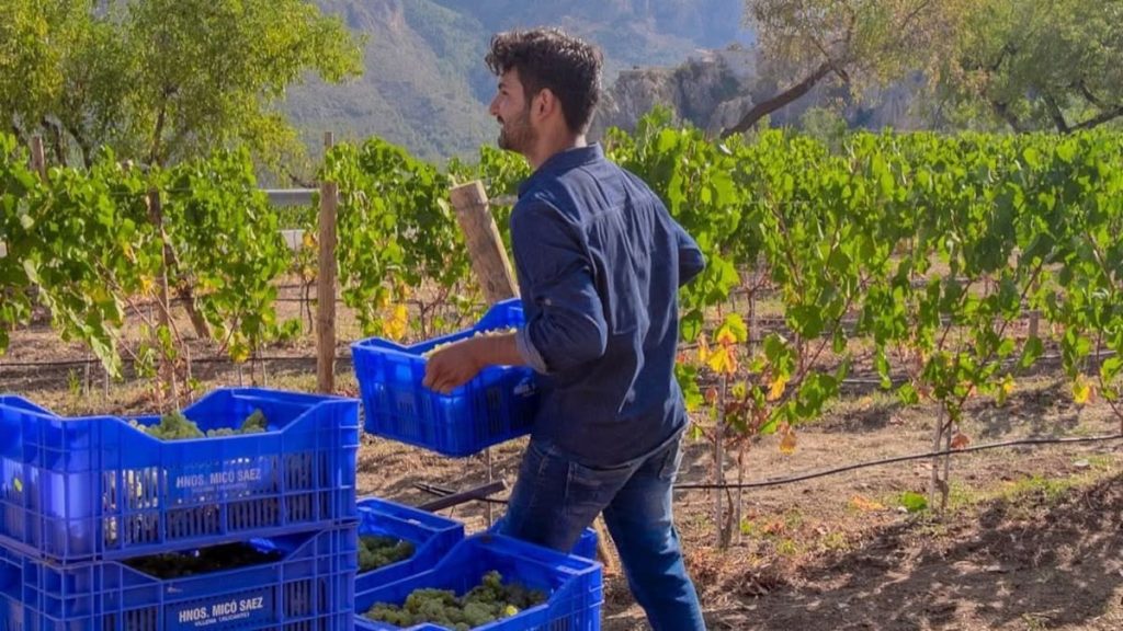 La vendimia adelantada, primer paso de la próxima añada de vino de la Marina Baixa