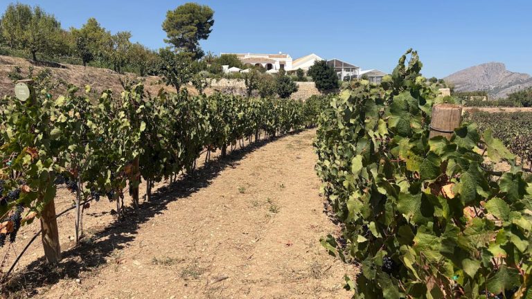 Jornada de vendimia en Bodegas Masos — Cadena SER, A Vivir